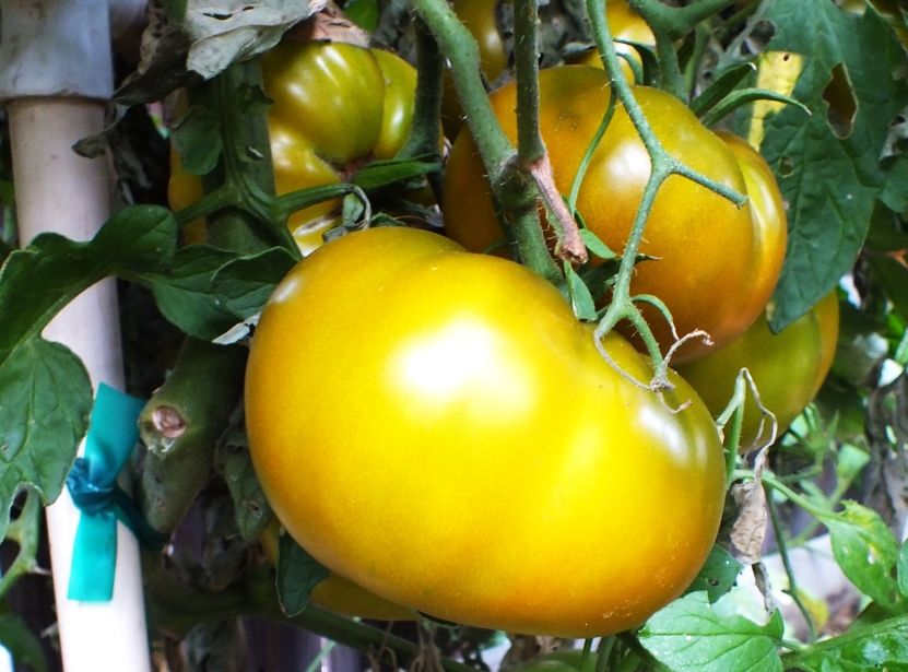 Mystery tomato 2 photo Mysterytomato2_zps2c47ad71.jpg